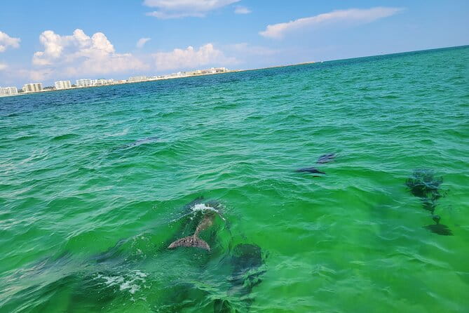 Hydro Rocket Dolphin Sightseeing Boat Tour from Destin - Final thoughts