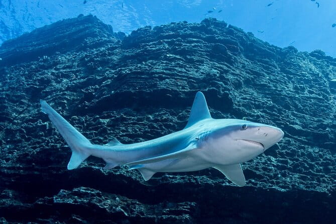 Kauai's Exclusive Morning Scuba Charter for Experienced Divers - FAQ