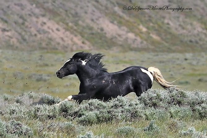 Kicking Red Canyon Wild Mustang Bus Tour Deals 5 PM In Cody - The Experience’s Pros and Cons