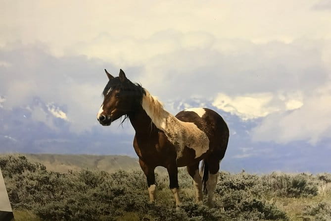 Kicking Red Canyon Wild Mustang Bus Tour Deals 8am Daily - The Sum Up: Is It Worth It?