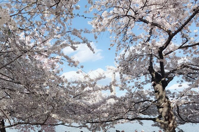 New York to Washington D.C. Spring Cherry Blossom Full-Day Tour - The Experience Vs. The Cost