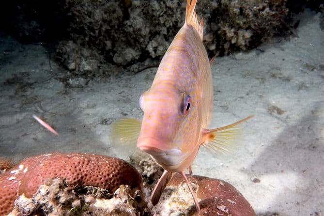 No Experience Required to Discover Scuba in Florida - Frequently Asked Questions