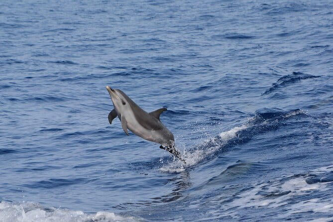 Pelagic Wildlife Excursion - Frequently Asked Questions
