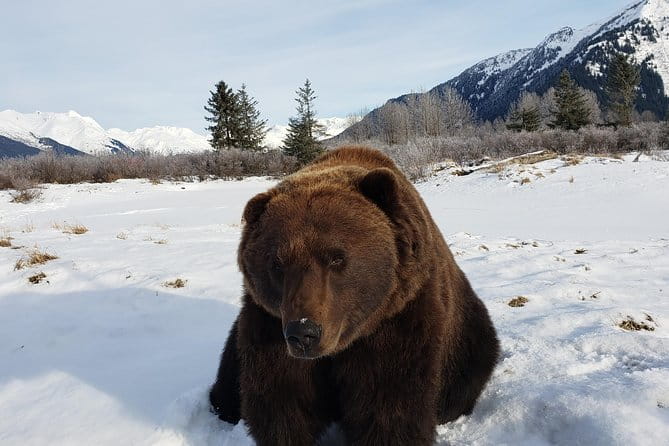 Port Homer Day Tour Wilderness, Wildlife and Beach Experience - The Sum Up