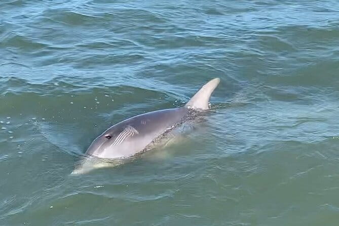 Private Charleston Dolphin and Eco Boat Tour - FAQs