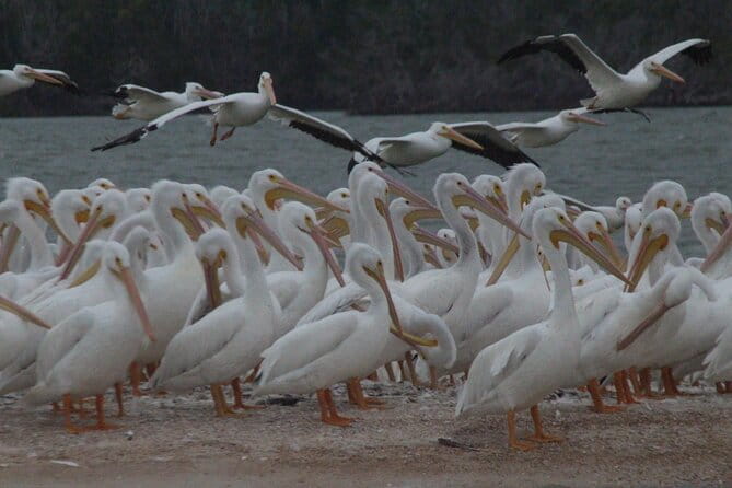 Private Everglades National Park Photography, Birding and Wildlife Safari - FAQ