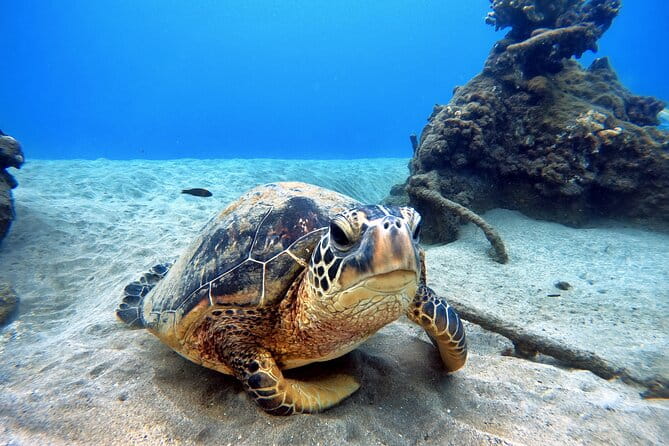 Scuba Diving in Maui with No Experience Needed - Who Will Love This Tour?