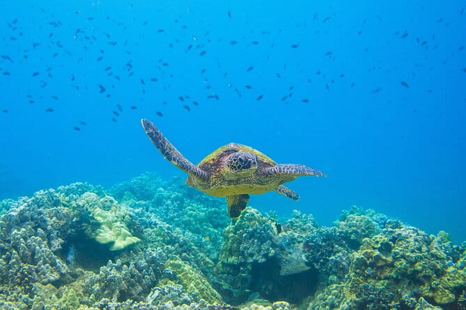 The Best Maui 3 Hour Molokini and Turtle Town Snorkel - FAQ