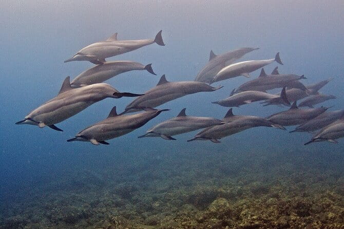 Try Scuba Diving in Kauai From a Boat for Non-Certified Divers - The Sum Up