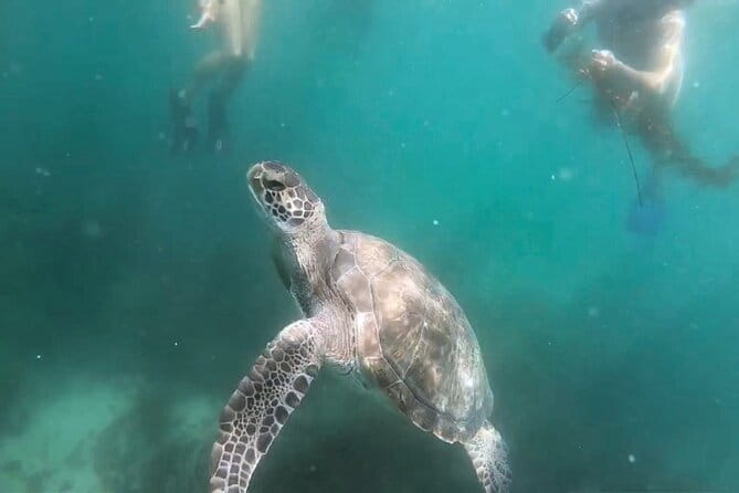Two Hour Kayak and Snorkel Tour for Two in La Jolla - Final Thoughts: How Does It Stack Up?