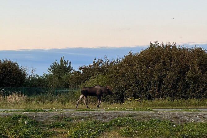 Ultimate Anchorage Winter Wildlife & Sunset Tour - FAQ