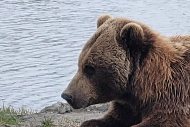 VIP Tour from Anchorage to Alaska Wildlife Conservation Center - Final Thoughts