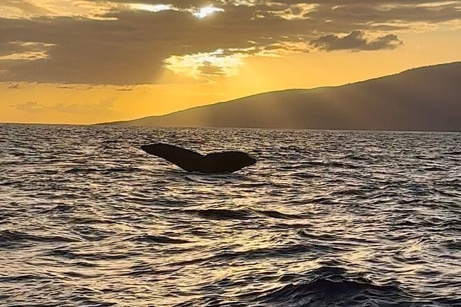 West Maui Sunset Whale Watch - Who Will Love This Tour?