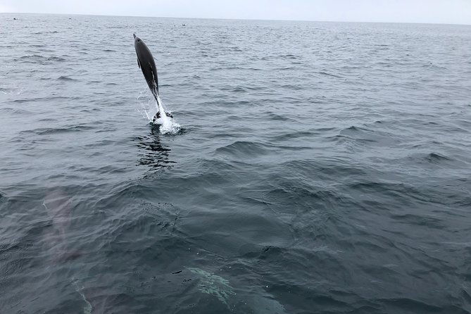 Whale Watching and Fishing Combination Excursions - Who Should Consider This Tour?