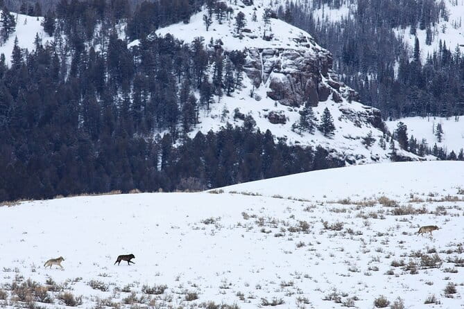 Yellowstone Snowshoe Safari from Bozeman - Private Tour - Authentic Feedback from Past Travelers