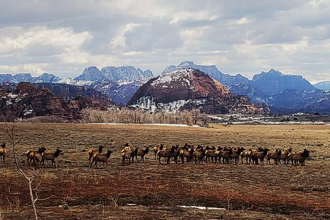 Zion National Park/Kolob Terrace Private 1/2 Day Sightseeing Tour - Who Should Consider This Tour?