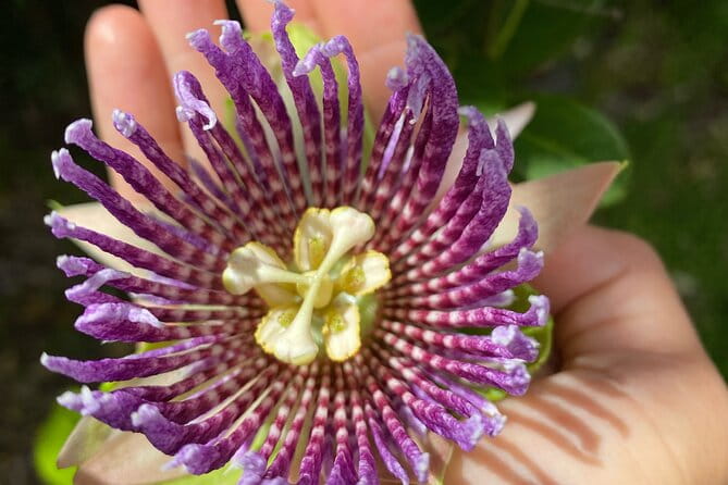 Big Island Farms Tour in Hawaii - Frequently Asked Questions