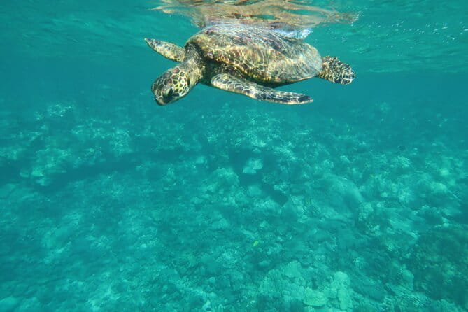Dolphin, Sea Cave, Captain Cook, Kealakekua Bay Reef Snorkeling - Who Should Book This Tour?