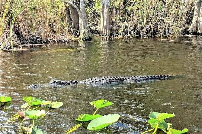 Everglades Airboat Tour in Fort Lauderdale - Potential Drawbacks and Considerations