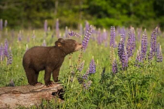 From Jackson: 2-Day Grand Teton and Yellowstone Tour - FAQs