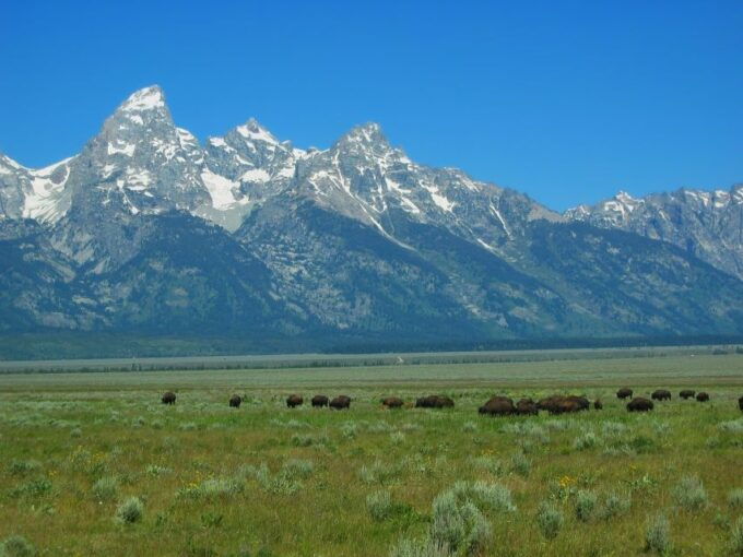 From Jackson: Half-Day Grand Teton National Park Tour - FAQ
