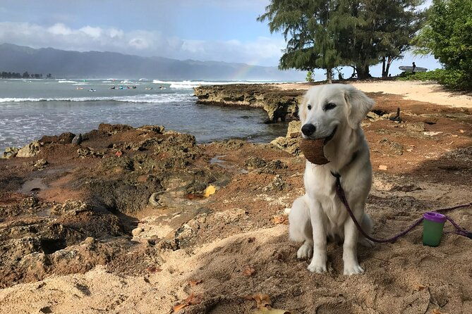 Group Surf Lessons for beginners on the North Shore of Oahu - Cancellation Policy and Flexibility