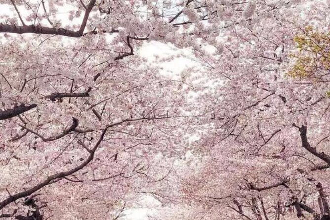 New York to Washington D.C. Spring Cherry Blossom Full-Day Tour - Authentic Feedback from Past Travelers