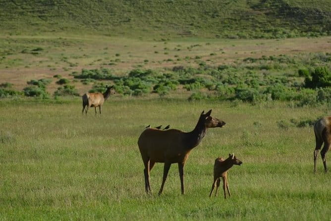 North Yellowstone Day Tour (Lamar Valley) Private Day Tour - Frequently Asked Questions