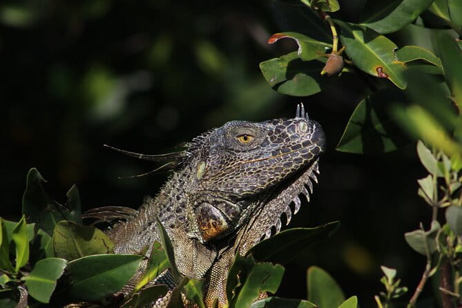 Private 2 hour Mangrove Ecotour - Who Should Consider This Tour?
