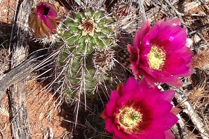 PRIVATE Sedona Scenic Full-Day in Luxury SUV Tour - Final Thoughts