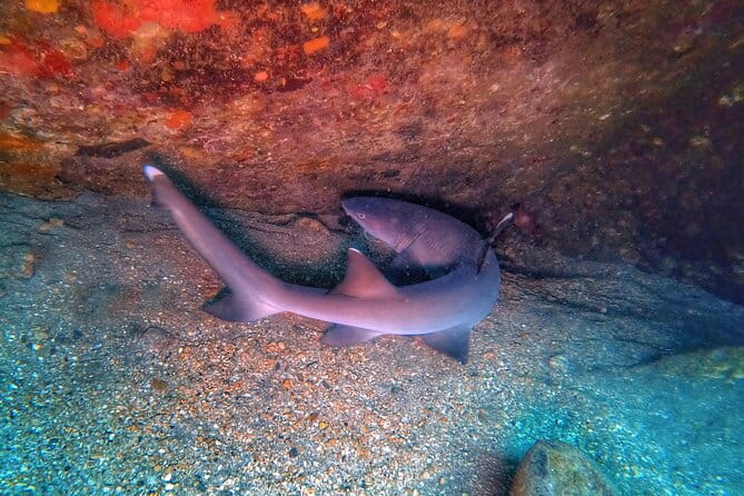 Scuba Diving in Maui with No Experience Needed - The Sum Up