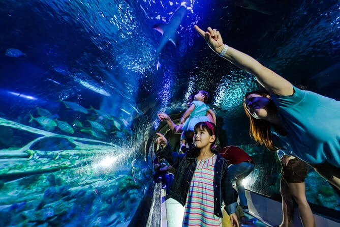 SEA LIFE Aquarium Minnesota Admission Ticket at Mall of America - The Sum Up: Is It Worth Your Time?