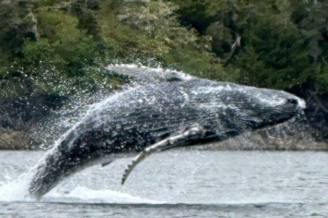Small Group Boat Tour of Sitka - FAQ