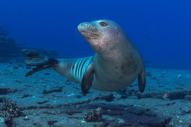 Try Scuba Diving in Kauai From a Boat for Non-Certified Divers - FAQ