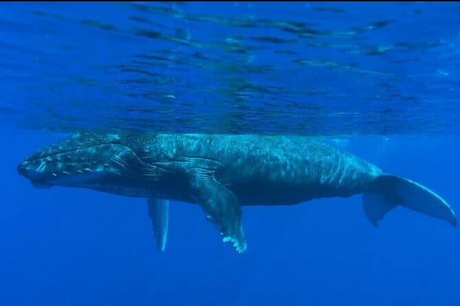 West Maui Sunset Whale Watch - The Sum Up: Why This Tour Stands Out