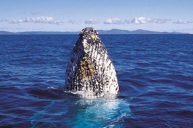 Whalewatch Deluxe Tour from Ma'alaea Harbor - FAQ