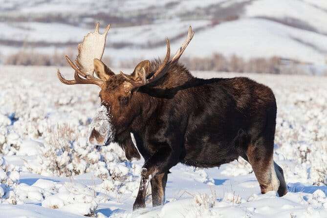 Yellowstone Snowshoe Safari from Bozeman - Private Tour - Who Should Consider This Tour?