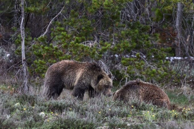 From Jackson: Half-Day Grand Teton National Park Tour - Final Words