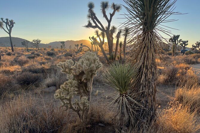 Sightseeing Adventure Tour of Joshua Tree National Park - The Value of the Tour