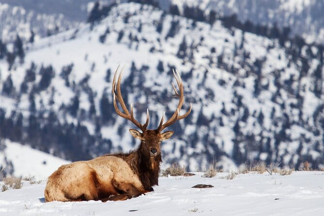 Yellowstone Snowshoe Safari from Bozeman - Private Tour - The Sum Up