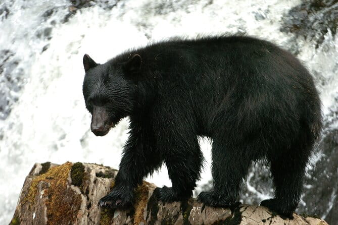 Alaskan Bear Encounter by Land & Sea - Key Points