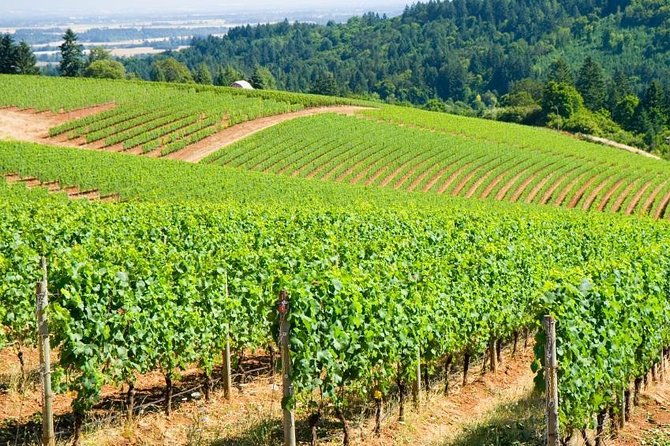 Amy & Reba's Day Drinking Wine Tours, Where we'll Drive you to Drink - Key Points