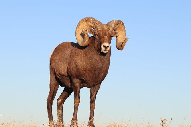 Badlands Sunset & Wildlife: Nature's Evening Glow - An In-Depth Look at the Badlands Sunset & Wildlife Tour
