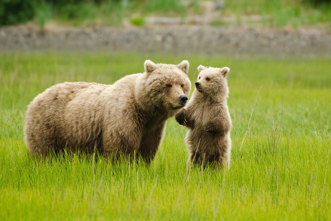 Bear Viewing Excursion and Airplane Adventure Tour - An Introduction to Alaska’s Unique Wilderness
