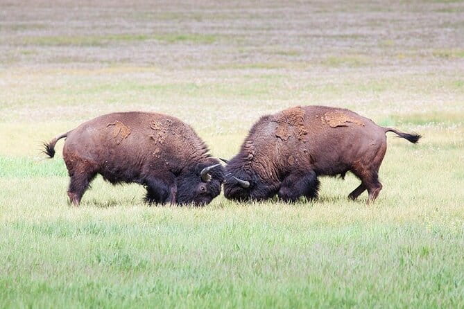 Best Of Yellowstone Full Day Nat'l Park Tour From Gardiner - Who Will Love This Tour?