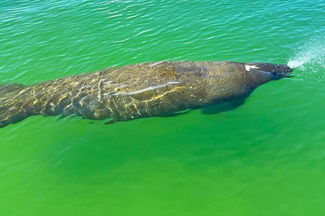 Clear/Standard Kayak Self Guided Island EcoTour Bonita Springs! - Authentic Feedback from Travelers