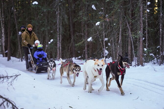 Dogsled and Reindeer Day Trip to Borealis Basecamp - A Closer Look at the Itinerary and What to Expect