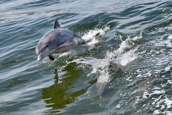 Dolphin Watch & Harbor Tour in Historical St. Augustine - Key Points