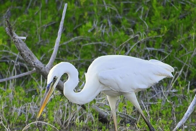 Everglades Mangrove Wilderness Boat Tour - Key Points