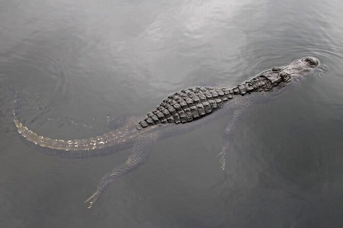 Everglades Small Group Express from Fort Lauderdale +Airboat Ride - The Itinerary: What to Expect